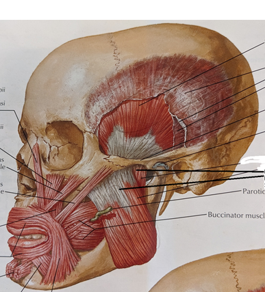 Masseter muscles
